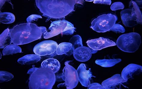 Moon Jellyfish Facts, Habitat, Diet, Life Cycle, Baby, Pictures