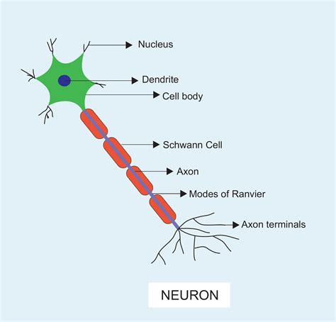 What does a neuron look like?