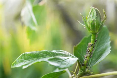 7 Most Common Hibiscus Diseases & Pests And How To Treat Them