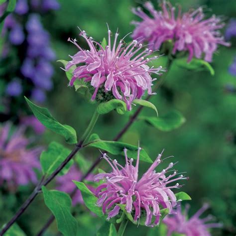 Wild Bergamot - Herb Plug Plants | Rocket Gardens