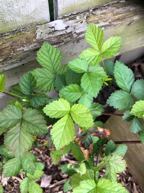 Identification help - Rubus? What kind? : r/NativePlantGardening