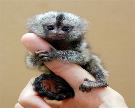Amazing World: 10 Smallest Animals From All Over the World