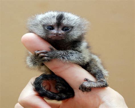 Amazing World: 10 Smallest Animals From All Over the World