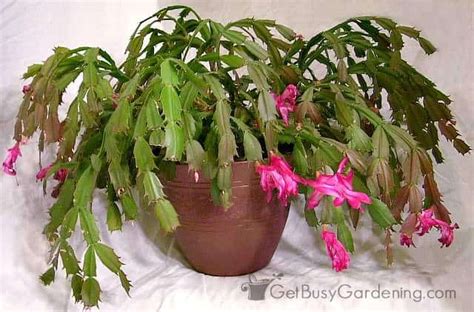 Holiday Cactus Care & Tips For Growing Schlumbergera Plants