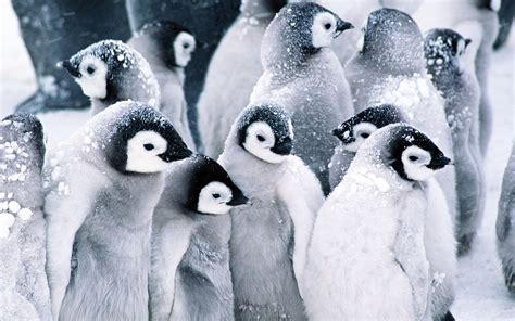 Penguin Wallpapers | Penguin animals, Cute animals, Penguins