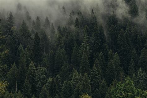 Trees, Green, Fog, Forest HD wallpaper | Wallpaper Flare