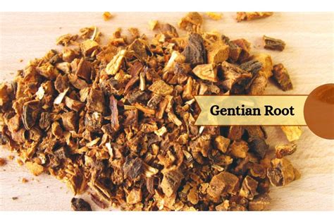 gentian root _ Ayurvedum - Ayurvedum