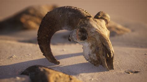 Skull with ram horns on the beach 6017131 Stock Video at Vecteezy