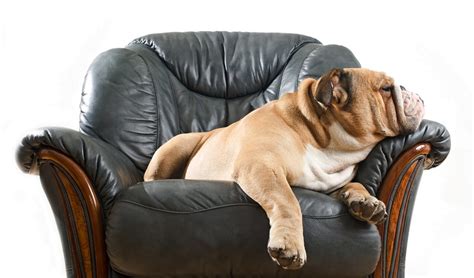 30 Most Lazy Dog Breeds Perfect for a Couch Potato Owner