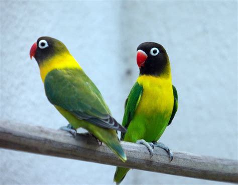 Lovebirds Wallpaper (56+ images)