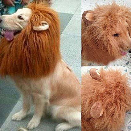 38 Best Dog Halloween Costumes of All Time - Costume Yeti