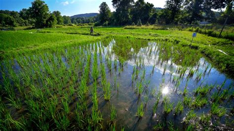 African rice farmers test traditions against NY climate | Cornell Chronicle