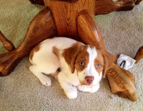 Pin by Reclaimed Alabama on Things I love | Brittany spaniel puppies ...