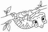 30  Chameleon Coloring Pages Free Printable PDF JPG PNG & Online sketch template