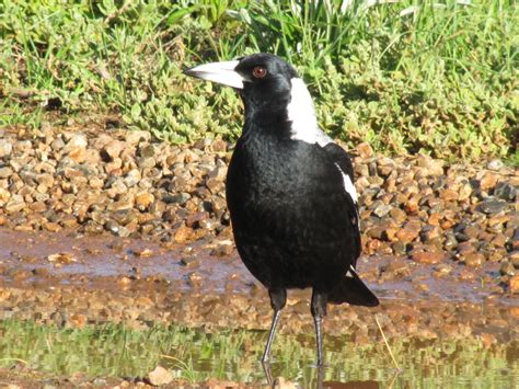 Are the magpies getting ready to start nesting? - Trevor's Birding