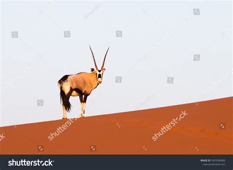 10,590 Oryx desert Images, Stock Photos & Vectors | Shutterstock