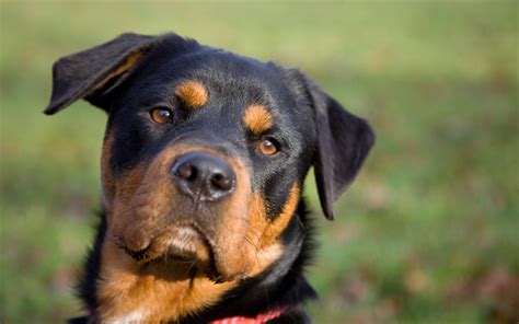 Download wallpapers Rottweiler, big dog, 4k, pets, portrait, German dogs for desktop free ...