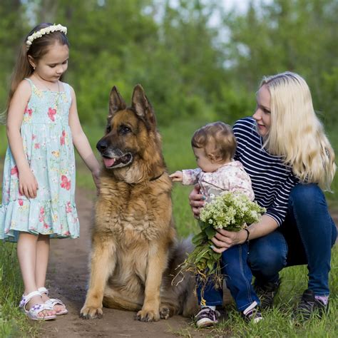 Dog Training, Obedience, Protection Dogs | Saber Working Dogs