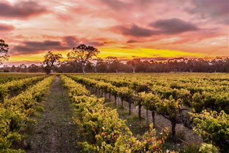 Vintage 2019: What to expect in Langhorne Creek, South Australia | VINEX - Bulk Wine Market