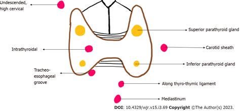 Parathyroid Gland Location