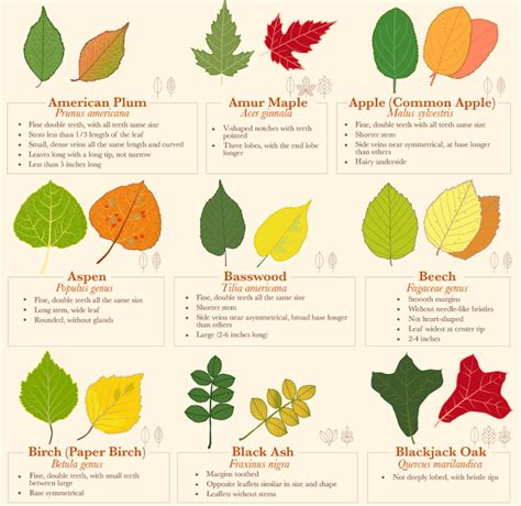 Leave types | Leaf identification, Leaf identification chart, Flowering ...