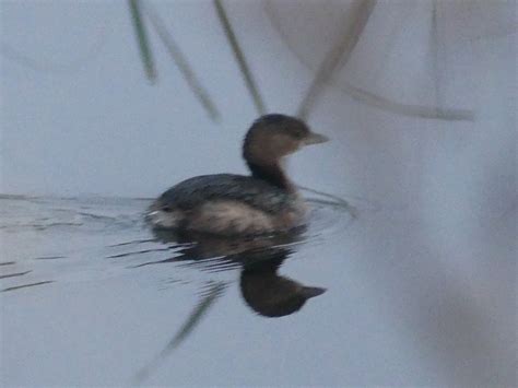 eBird Checklist - 3 Jan 2024 - Lake Woodruff NWR - 48 species