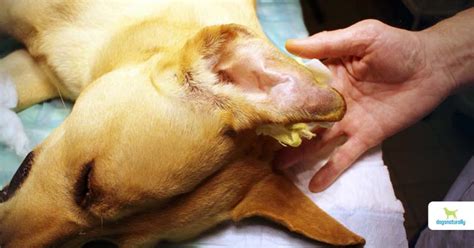 Dog Ear Hematoma: How To Spot It & Treat at Home - Dogs Naturally