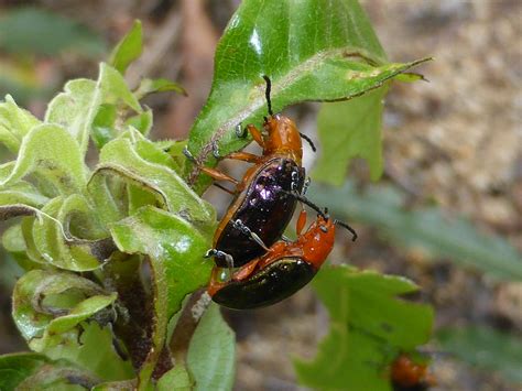 Leaf Beetles - ClimateWatch Australia- Citizen Science App