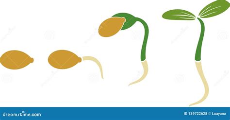 Sequential Stages of Pumpkin Seed Germination Stock Vector - Illustration of vector, sprouting ...