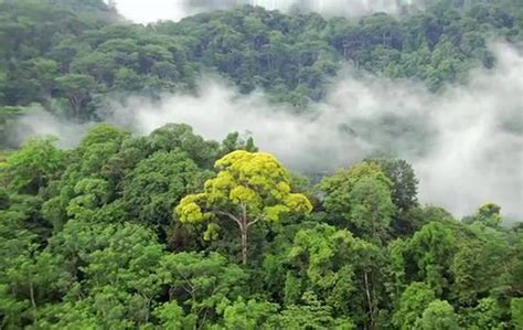 Fauna Diversity in Tropical Rainforest: Threats from Land-Use Change ...