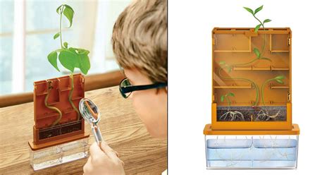 Plant Maze Science Kit | The Green Head