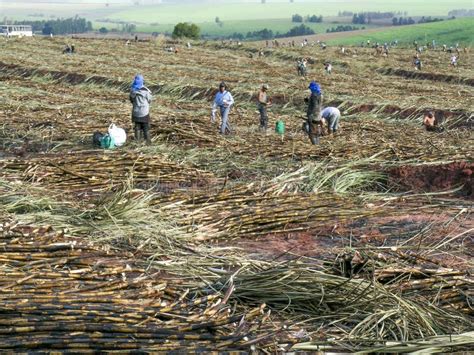 Sugar cane harvesting editorial image. Image of laborers - 117692415