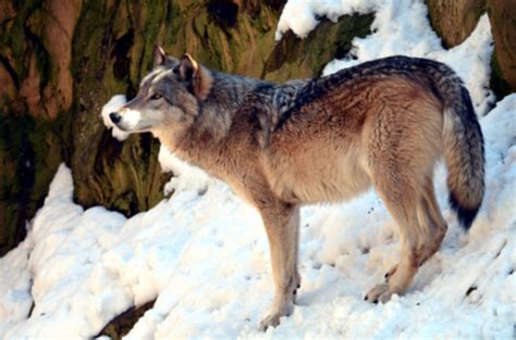 The 25 Wolves of the World | HubPages