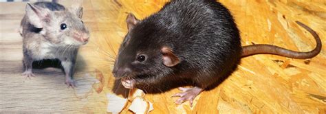 What Noise Does A Rat Make? Rodent Noises | Pest Aid