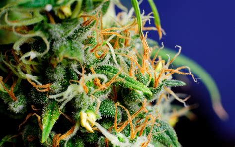 Tips for Growing Orange Kush Cannabis | Leafly