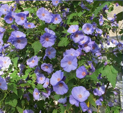 Unusual Blue Flowering Maple Abutilon vitifolium - 15 Seeds