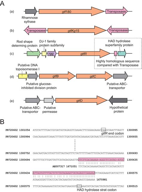 Schema of sequences surrounding the gtf gene. (A) Genomic location... | Download Scientific Diagram