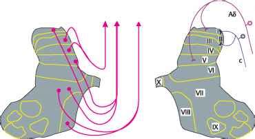 Hypothalamospinal Projections - Cerebral Cortex