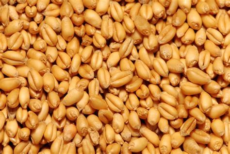 Barley, Pearled Organic 50 lbs. - Bulk Nuts 4 You