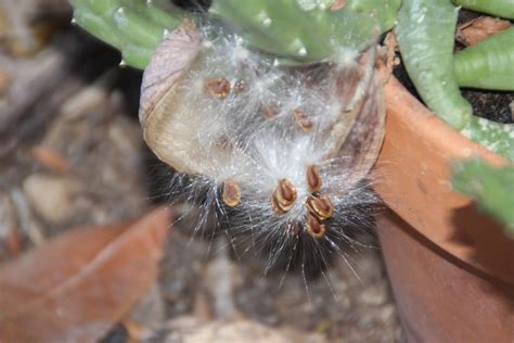 Stapelia Lepida Seeds | Alice Liles