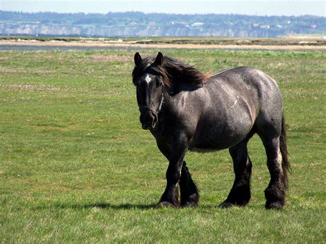 Jutland Horse Info, Origin, History, Pictures