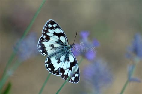 Butterfly on Lavender Flowers Stock Image - Image of freedom ...