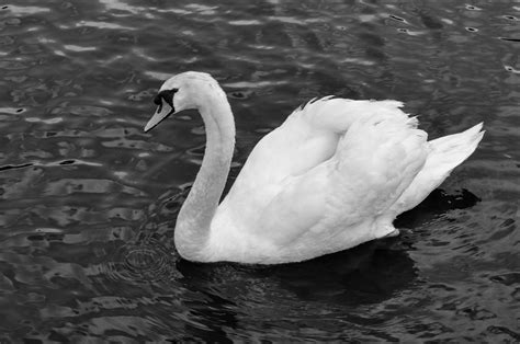 Saltaire Daily Photo: Swan Upping