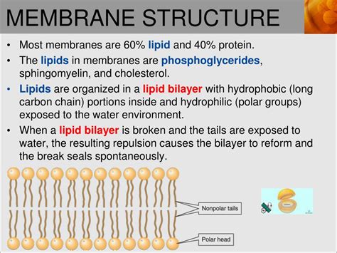 PPT - SPHINGOLIPIDS PowerPoint Presentation, free download - ID:3799980