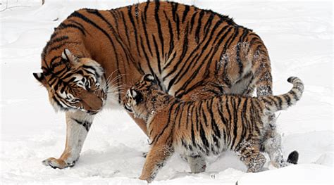 Siberian Tiger Brought Back from Brink of Extinction