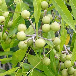 Family Profile: The Sapindaceae