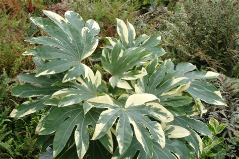 Fatsia ‘Variegata’ | TERRA NOVA® Nurseries, Inc.