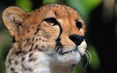 Download Animal Cheetah HD Wallpaper