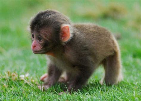 Cute Alert! Monkey Baby Boom Hits Scottish Zoo | Live Science