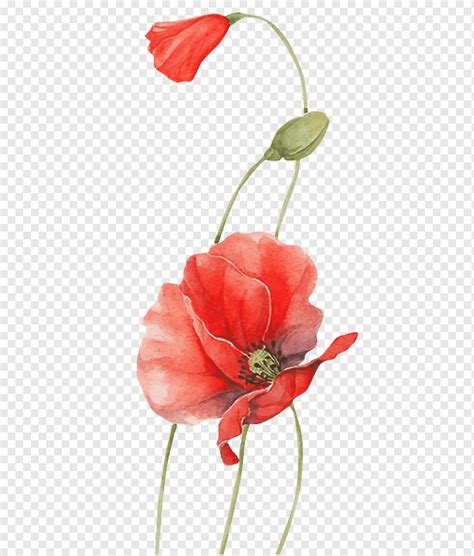 Poppy Watercolour Flowers Red, flower, watercolor Painting, blue, flower Arranging png | PNGWing